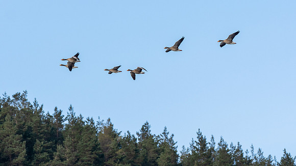 20210131-Balmacaan and Dhivach-EM126147-Edit