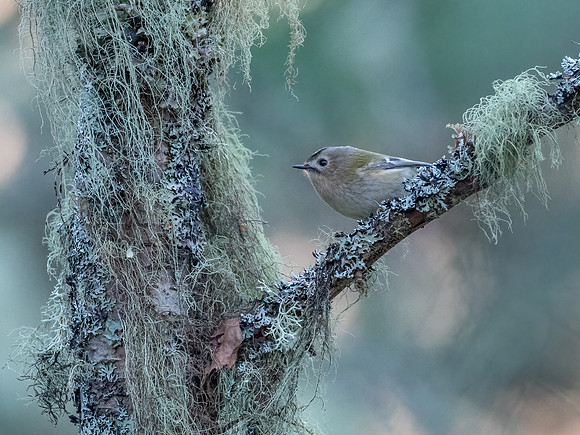 Goldcrest