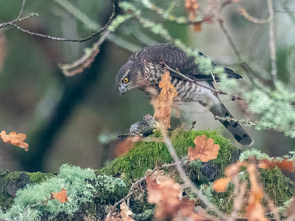 20210122-Sparrowhawk-EM125826-Edit