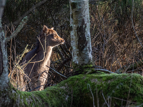 Young Sika Deer