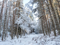20210124-Cnoc a' Bhuacaille-EM522919