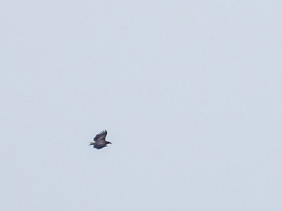 White Tailed Eagle (Haliaeetus albicilla)