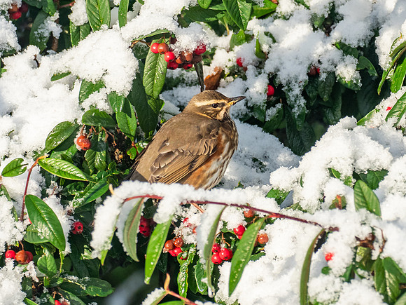 Redwing (Turdus iliacus)
