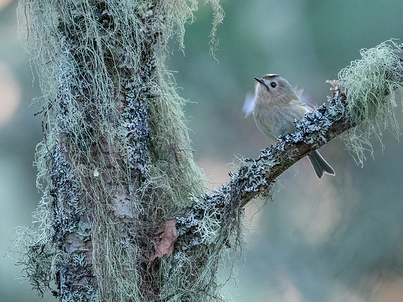 Goldcrest