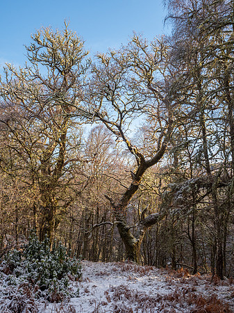 Winter Woodland