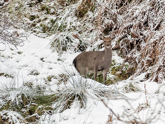 Roe Deer (Capreolus capreolus)