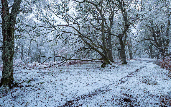 Snowy Woodland