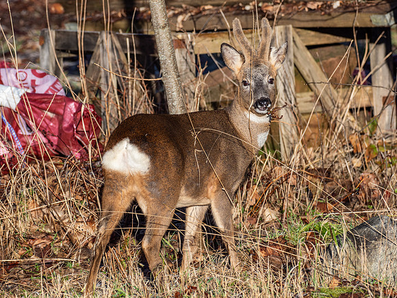 Roe Deer