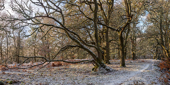 Winter Woodland