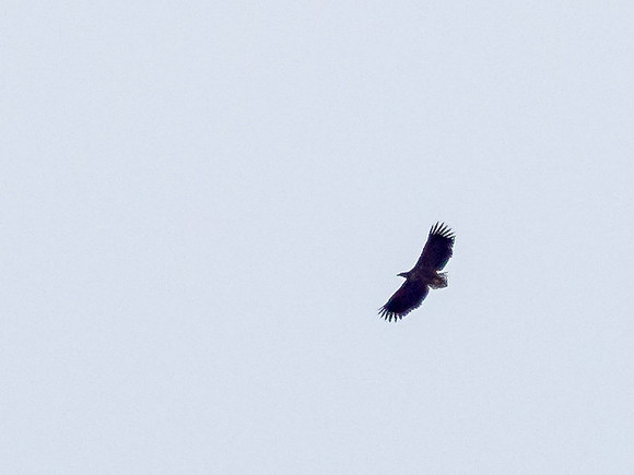 White Tailed Eagle (Haliaeetus albicilla)