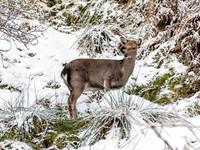 Roe Deer (Capreolus capreolus)