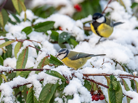 Blue Tit (Cyanistes caeruleus)