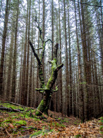 20210130-Dhivach to Clunebeg-EM522935