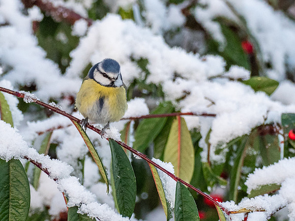 Blue Tit (Cyanistes caeruleus)