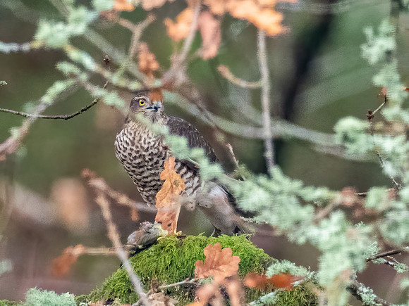 20210122-Sparrowhawk-EM125824-Edit