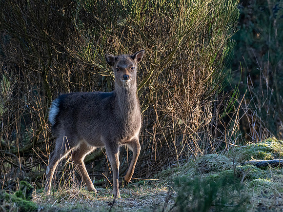 Young Sika Deer