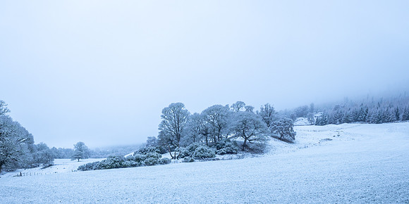 Snowy Woodland