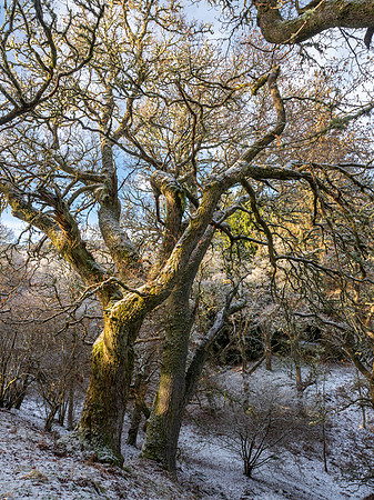 Winter Woodland