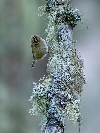 Goldcrest