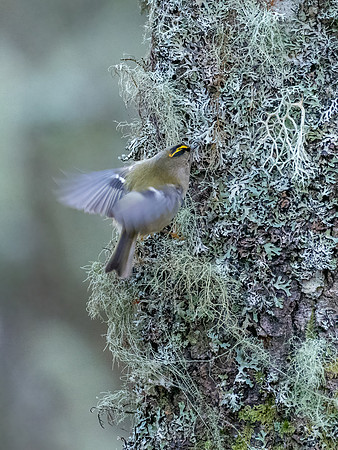 Goldcrest