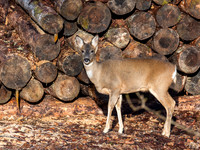 Roe Deer