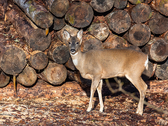 Roe Deer