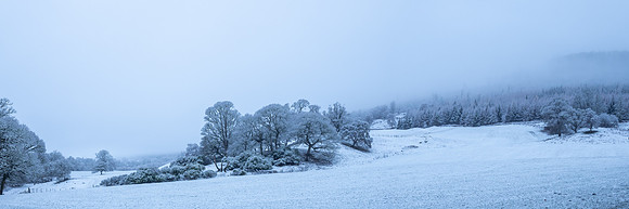 Snowy Woodland