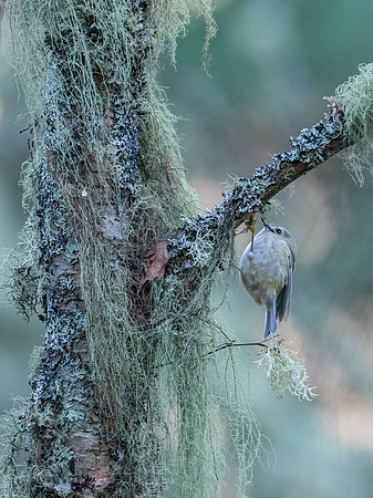 Goldcrest