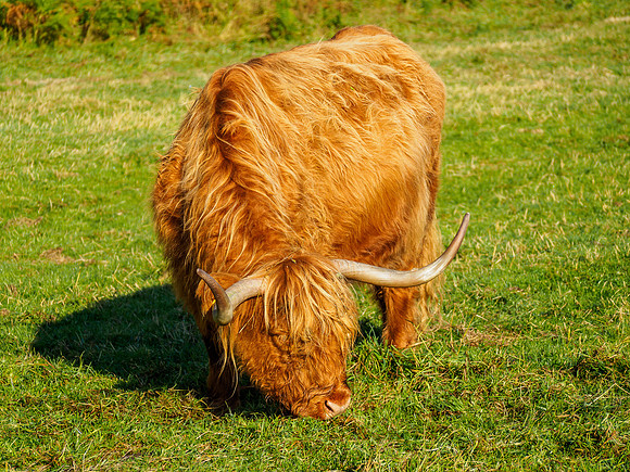 Highland Cow