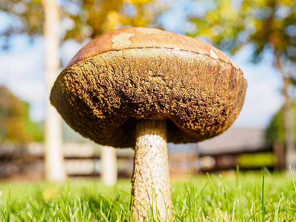 Garden Mushroom