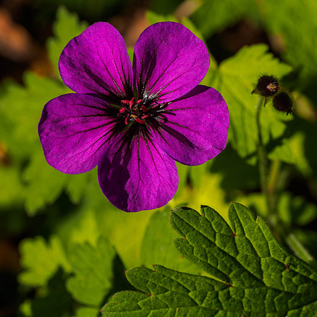 Garden Geranium