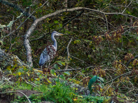 Heron by the River Enrick