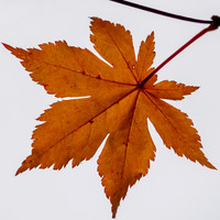 Autumn Colour 2