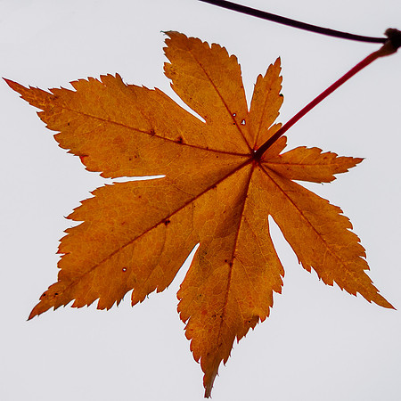 Autumn Colour 2