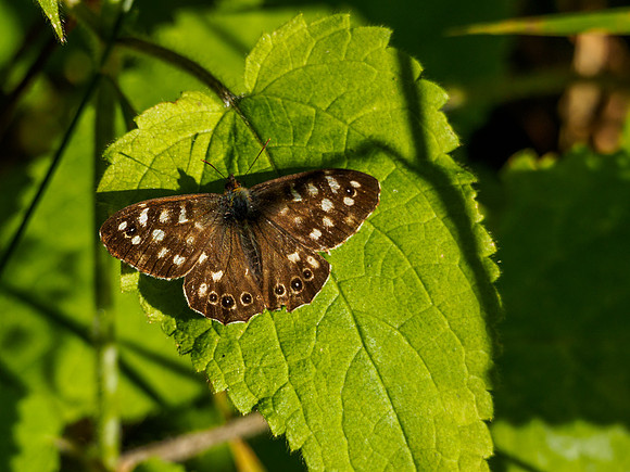 Speckled Wood Butterfly