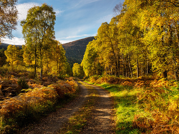 Birch Blend
