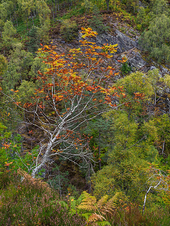 River Affric 3