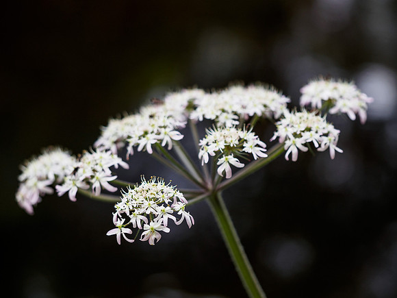Urquhart Bay Wood Umbelliferae