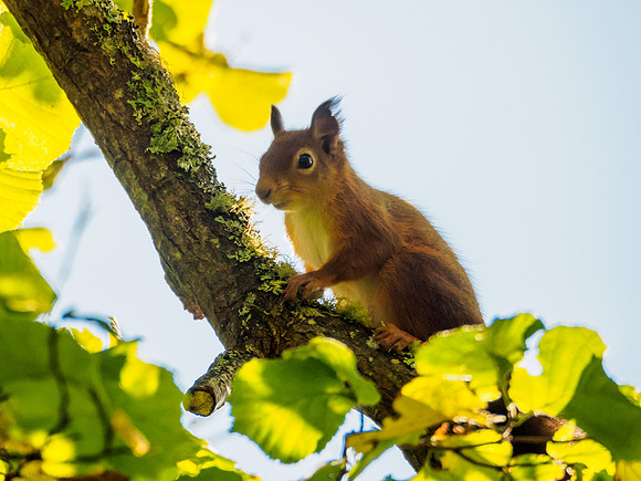 Craigmonie Squirrel