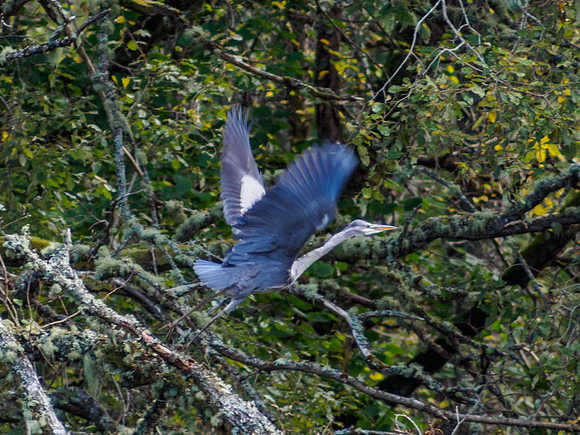 Heron by the River Enrick