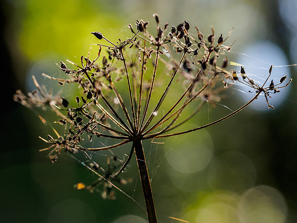 Signs of Autumn 1