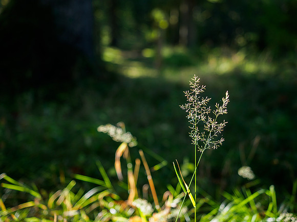 Grass in the sunlight