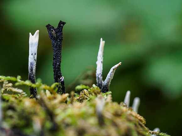 Xylaria hypoxylon