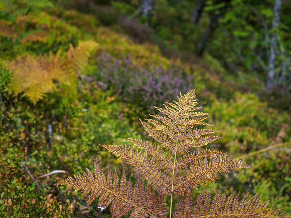 River Affric 2