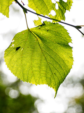 Beech Leaf
