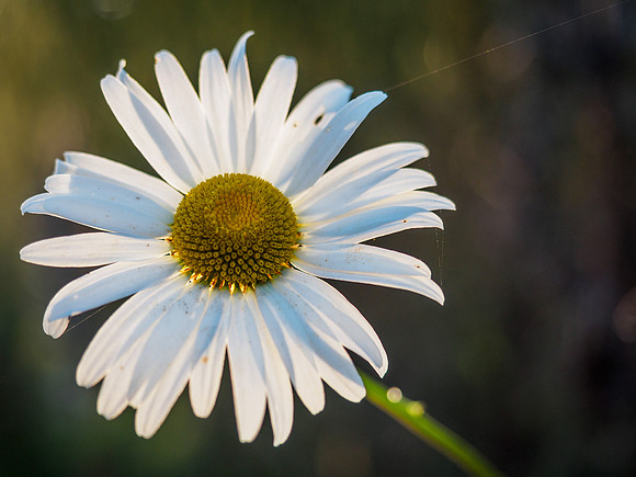 Flowers in the Sunlight 1