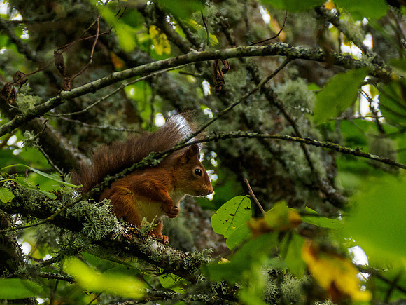 Red Squirrel