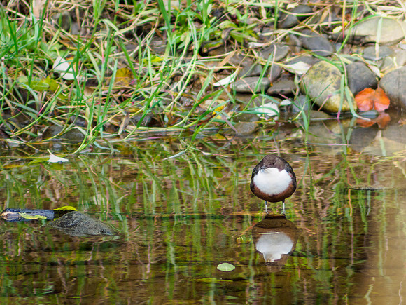Dipper on the River Enrick