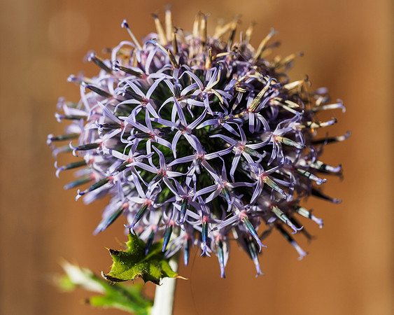 Garden Flower