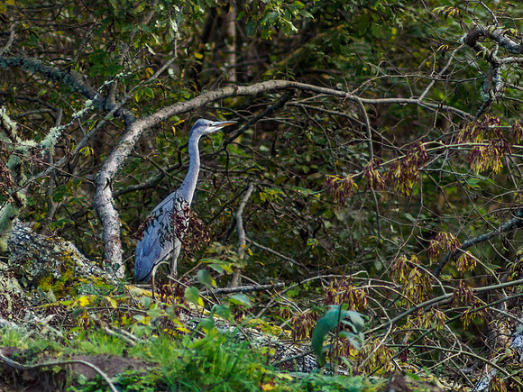Heron by the River Enrick